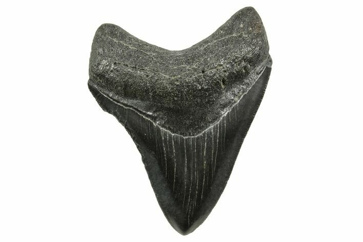Serrated, Megalodon Tooth - South Carolina #375975